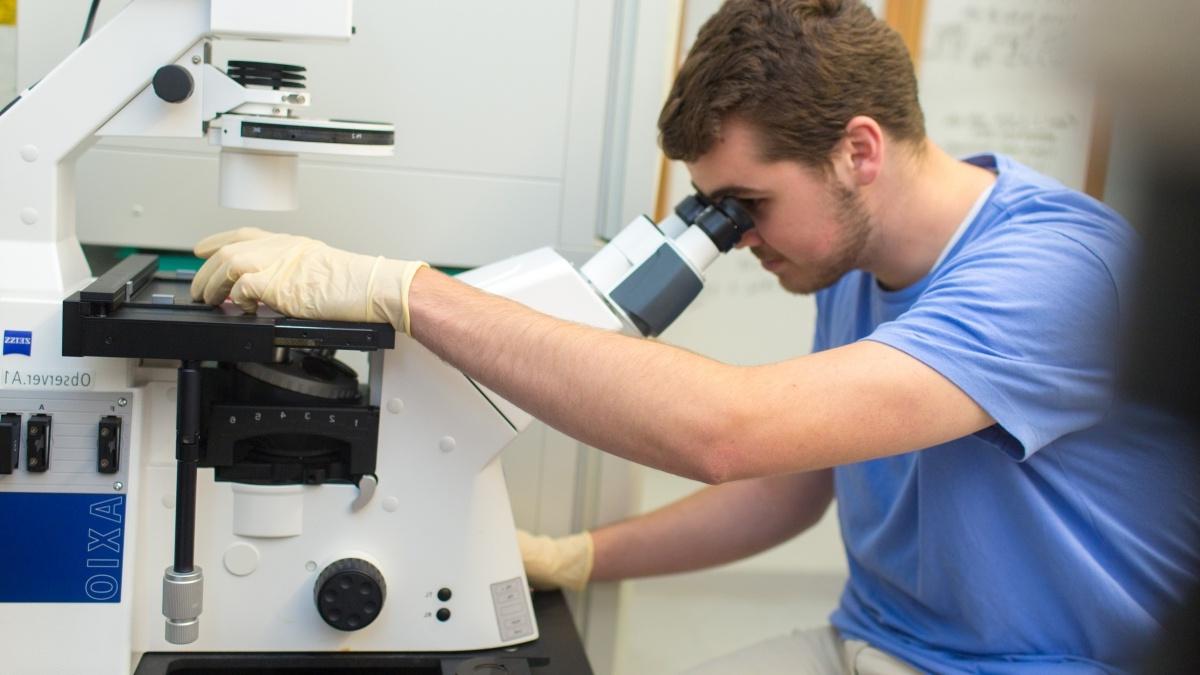 A student looks into a microscope