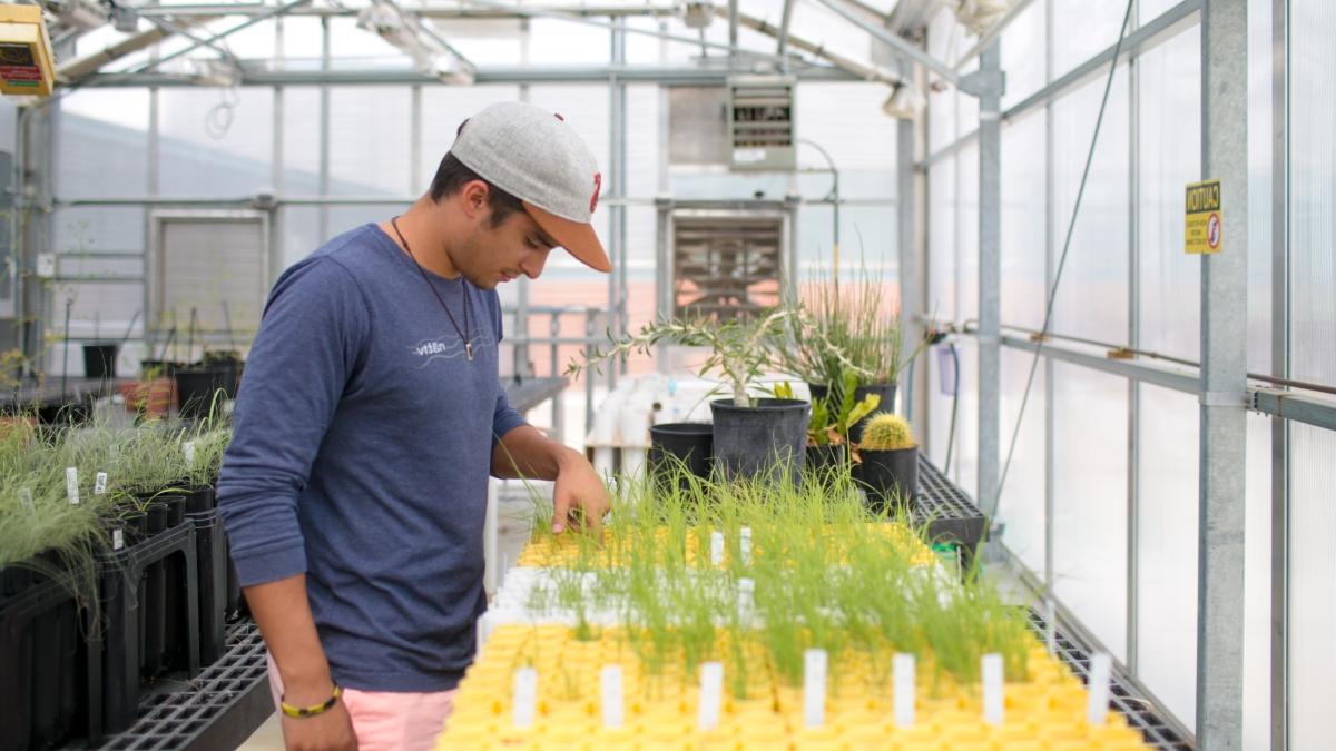 Student observing plants in a greenhouse.